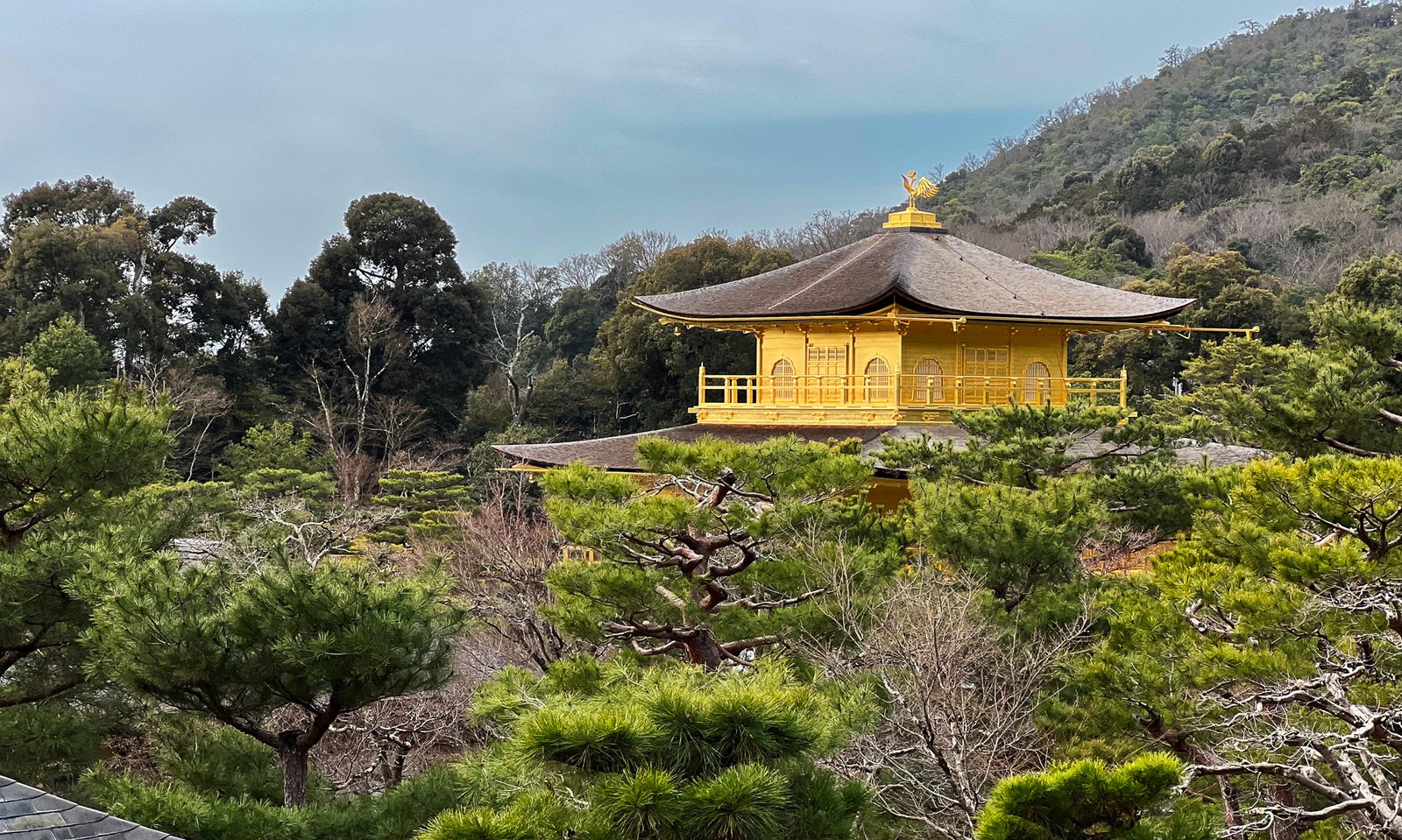Kinkaku-ji entre los pinos