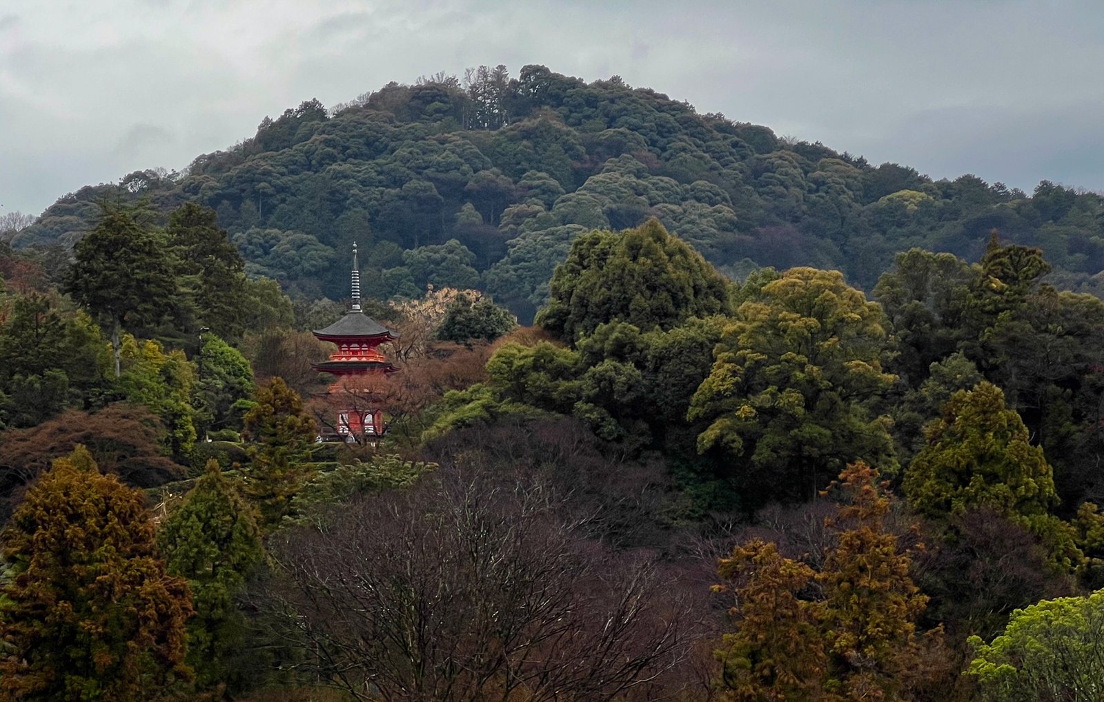 El rojo entre los árboles